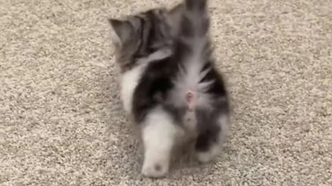 Funny Cat videos