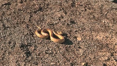 Gopher Snake and RC Car