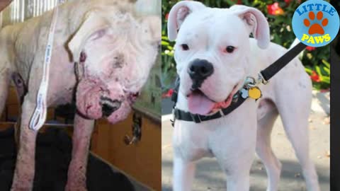 OMG,60 Unbelievable Before & After Rescue Dog Transformations