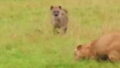 Lucky hyena escapes Lions Attack #Lions #animals #wildlife #shorts