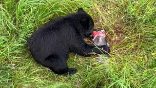 Bear Feasts on Fish