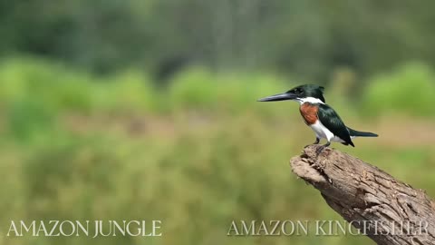 Kingfisher