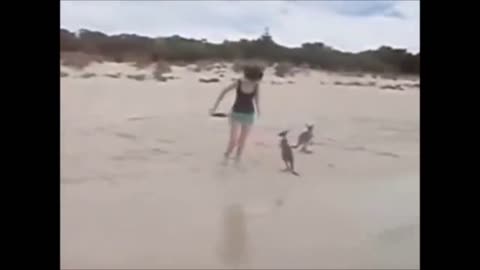 Funny kangaru
