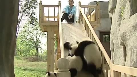 Cute pandas playing on the slide