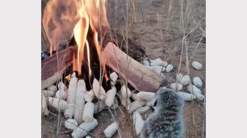 He invited himself to their firepit😭