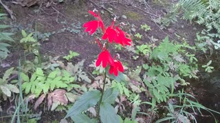 Cardinal Flower