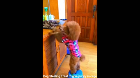 Dog Stealing Treat to give puppy in cage