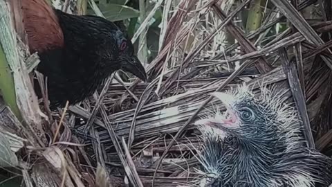 Greater coucal Birds The mother bird feeds the young