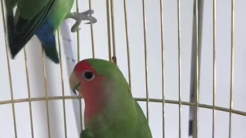 Satisfying Parrot video