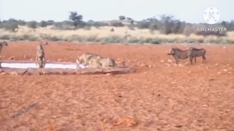 Lion vs crocodile fighting