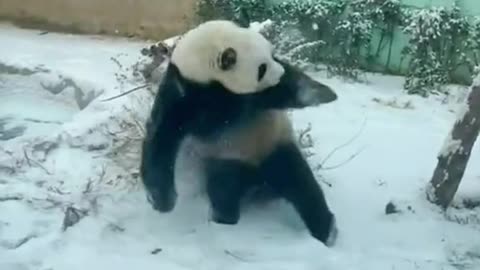 How A Panda Celebrates Christmas 🐼