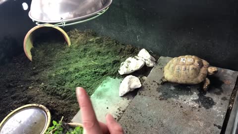 Indoor tortoise care for Mediterranean - pet setup enclosure tips - natural modern keeping methods10