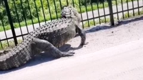 Alligator bends metal fence while forcing its way through on World_News #shorts #alligator
