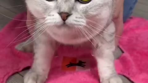How do you do a cat's nails