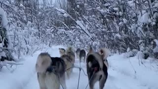 Mesmerizing footage of Husky dogs sledding in Fairbanks, Alaska