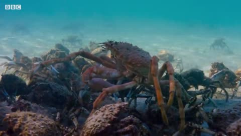 Stingray Ambushes Army Of Crabs | Blue Planet II | BBC Earth