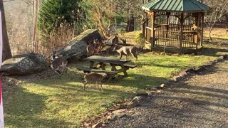 NW NC at The Treehouse 🌳 Lady and her crew wish everyone a Happy Thanksgiving and a Merry Christmas