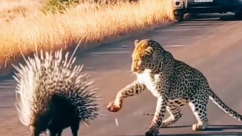 Leopard vs. Porcupine