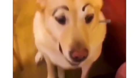 Funny doge video