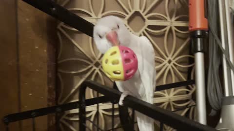 Cutie Birdie | Snow | Albino ringneck parakeet