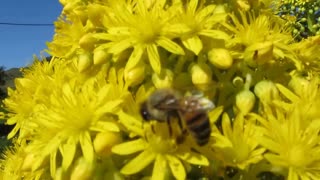 Busy as a bee