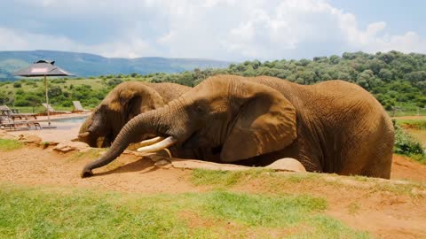 The Greatest Elephants Feeding