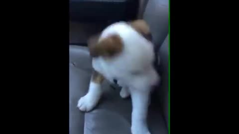 Dog gets angry at his own hiccups