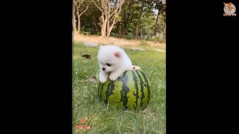 Cute baby dogs Pomeranian videos