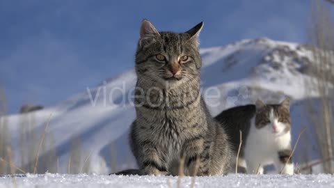 Cats on the Snow During the Winter