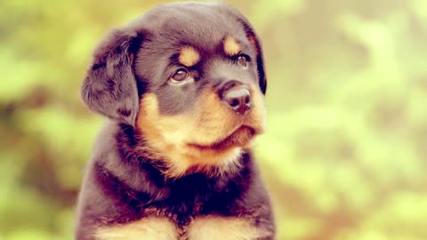 everything you need to know about rottweilers
