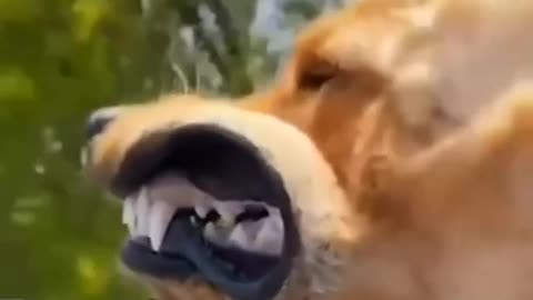 Funny dogs videos!!viral videos!!dogs lover