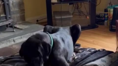 Great Dane unwrapping her Christmas present