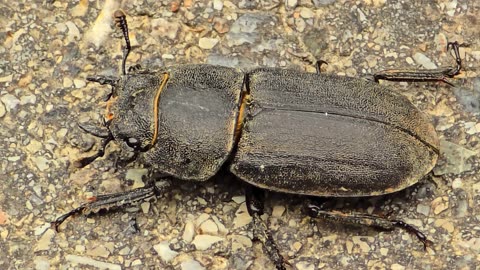 A very beautiful beetle in nature / beautiful insect in nature.