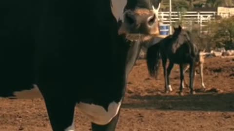 adorable baby cow drinks cow's milk for the first time. 🌟