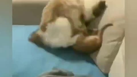 Dog & Cat Friendship