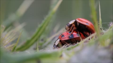 Ladybug t