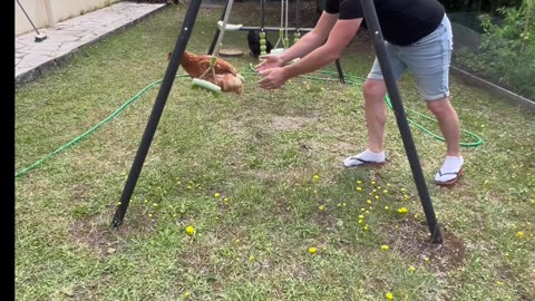 Hen Loves To Swing