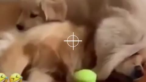 cute golden retriever compilation - funny dogs