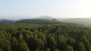 Pine Tree Forest