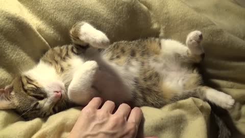 Cat Sleeping All the Time ASMR