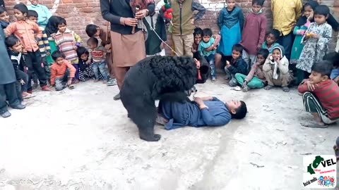 Bear dance traditional street performers