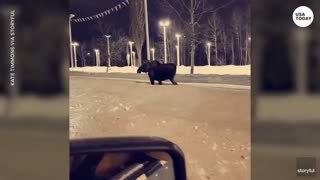 OMG! Moose attacks woman on the street, kicks her in the head