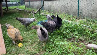 My backyard chickens