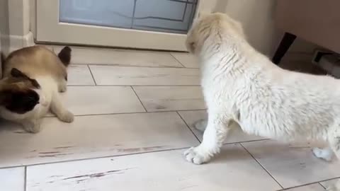 Golden Retriever Puppy Confused by New Cat