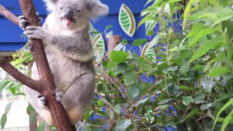 Cute Koalas Playing 🐨 Funny Koala Bears [Funny Pets]