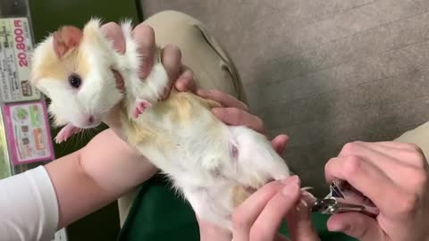 Sweet Guinea Pig Hand Held as He Relaxes Enjoying Nails Trimming Session