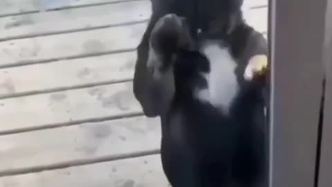 Funny pet dance 🐶🐶🐕🐕🐈🐈