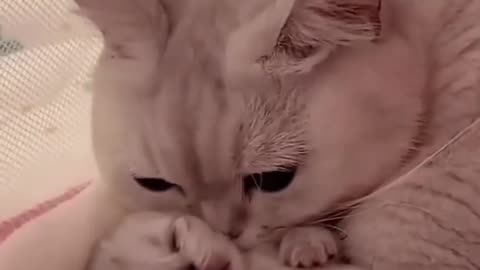 Watch the Heartwarming Moment: Mother Cat Cuddles Her Kitten with Unmatched Love! 🐱❤️