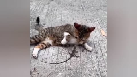 FUNNY CATS. FUNNY ANIMALS. LAUGHING VIDEO.