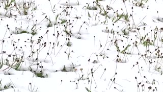 Snowfall surprises Spain after an early heat wave